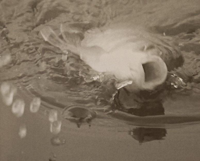 饵料|[ 日本鲫鱼钓 ]春季底钓第一篇之雾化饵和小麦蛋白饵钓法介绍