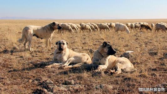 微风执杯聊自然|狼群围村，狗群沸腾，哑巴黑犬用一声狼嚎止住了大战，却要被吊死