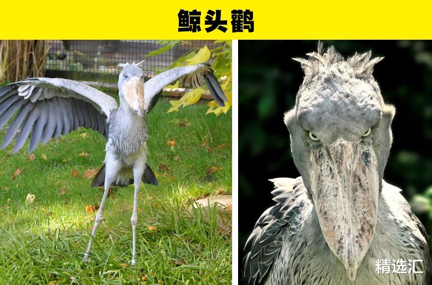 外星人 长相奇特，容易让人联想到外星人的7种动物