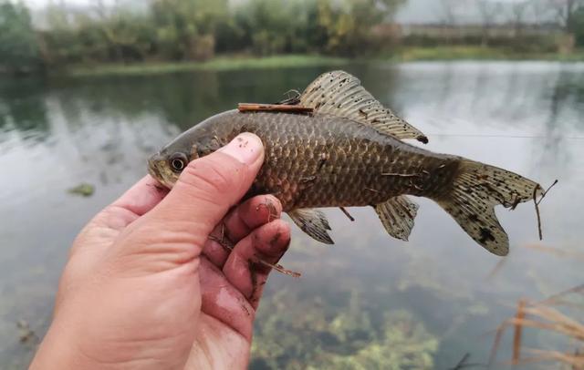 饵料|一遇走水就不钓鱼了?别慌,送你专治走水的3大法宝!