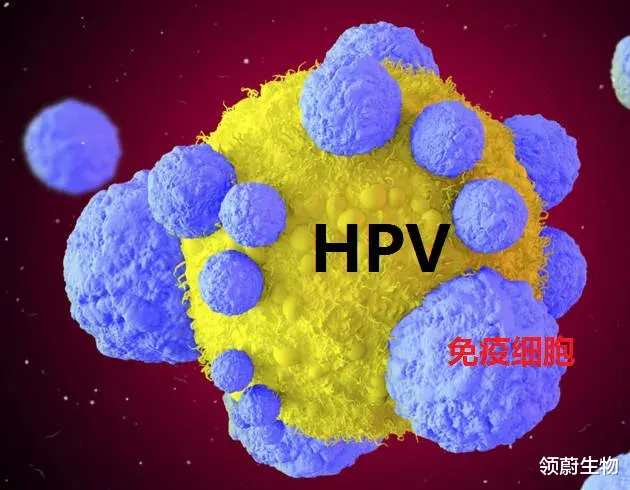 领蔚生物 免疫细胞疗法：摆脱HPV高危阳性，预防宫颈癌！