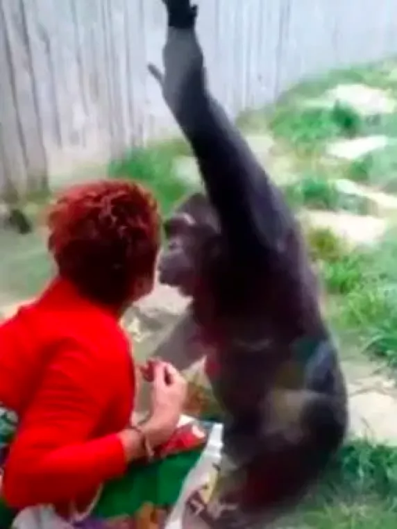 宿州 比利时女子与猩猩相爱，频繁送吻影响猩际交往，被禁入动物园