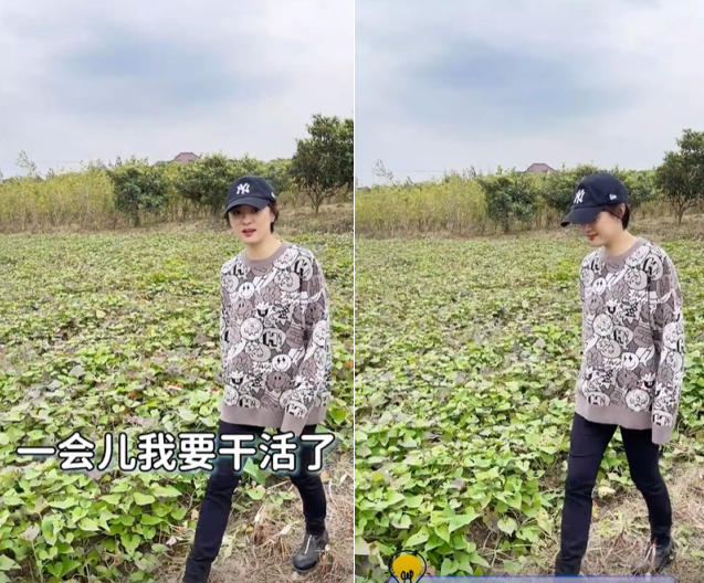 孙俪|孙俪夫妇下田挖红薯！用脚踩铁锹动作卖力，子女一直叫喊没空理