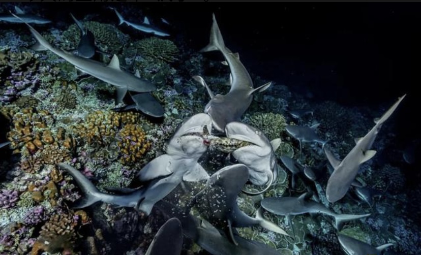 踩小视 这些疯子把自己关在140米深海，还过了28天