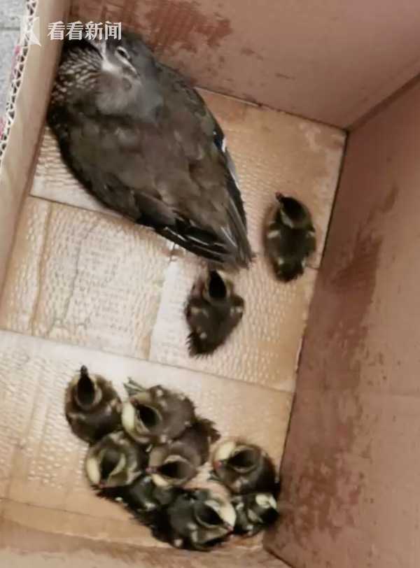 唯爱生活谈 西湖成群鸳鸯散步，画面十分唯美，可是却发生了这一幕