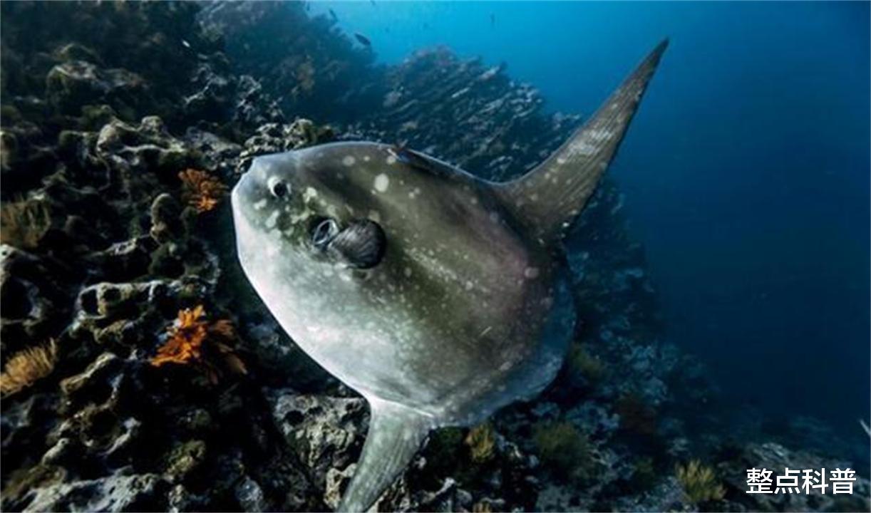 翻车鱼 只有头没有身子的翻车鱼，蠢萌到被咬不会逃跑，为什么还没灭绝？
