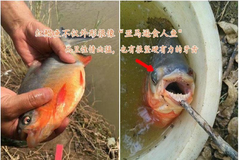 水库|食人鱼？南京钓友夜钓收获两条“红腹怪鱼”，钓友：差点被咬出血