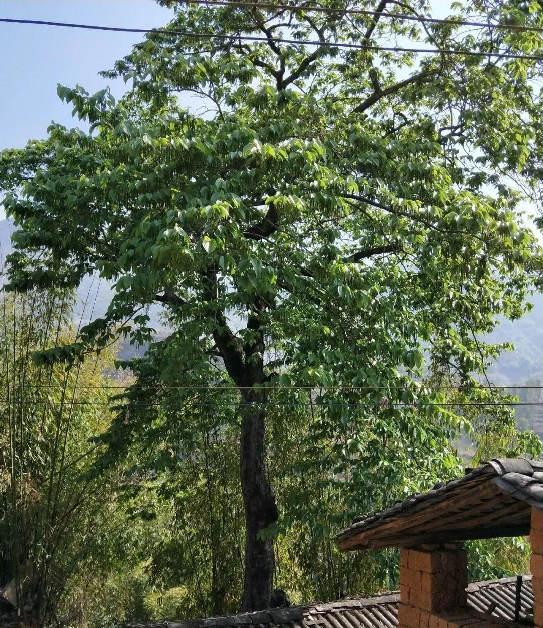 种上阳台|刘贵照顾父亲至临终,最终兄弟却不原谅他,因他在院前栽了“桑”