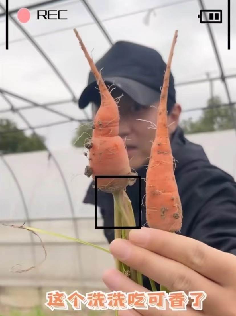 邓超|孙俪拔萝卜太卖力，手脚麻利干农活，一旁邓超不嫌脏直接坐田里