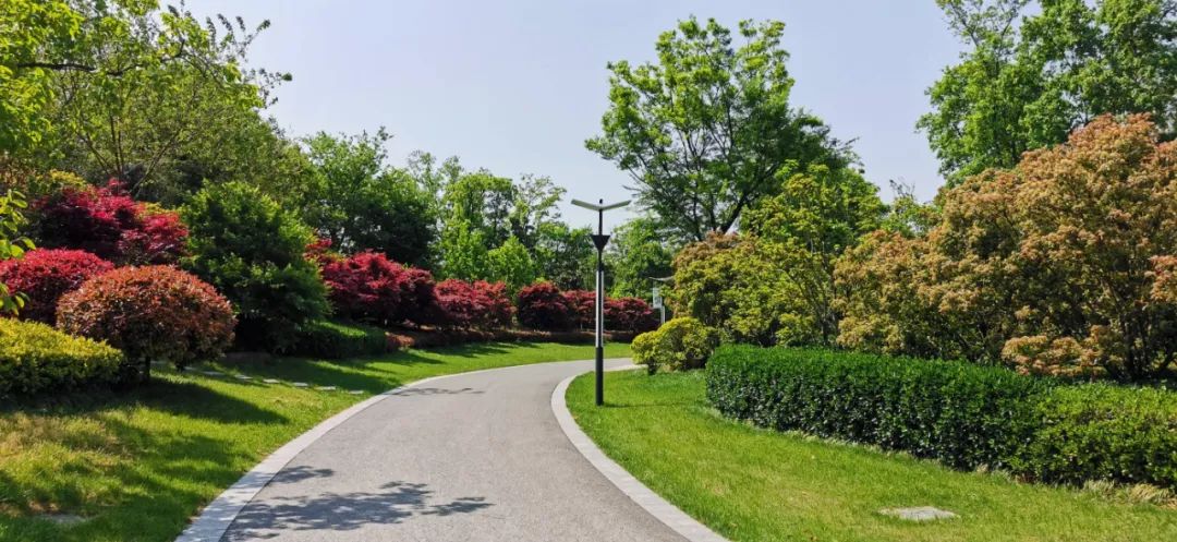 高血压|药物治疗是高血压调理关键，这4项或会影响疗效，请及时改正