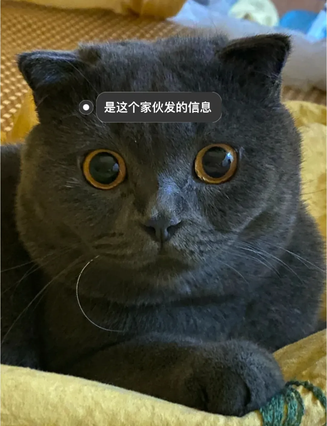 动漫龙珠二次元 蔡少芬在商场插队，被网友曝光“话都讲不通”，就离谱哈哈哈哈