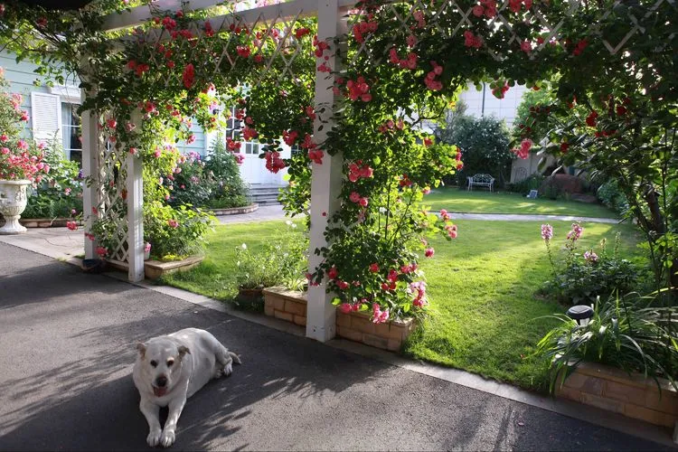 |买了别墅花园房，用5年时间，亲手设计打造400㎡别墅花园，太美了