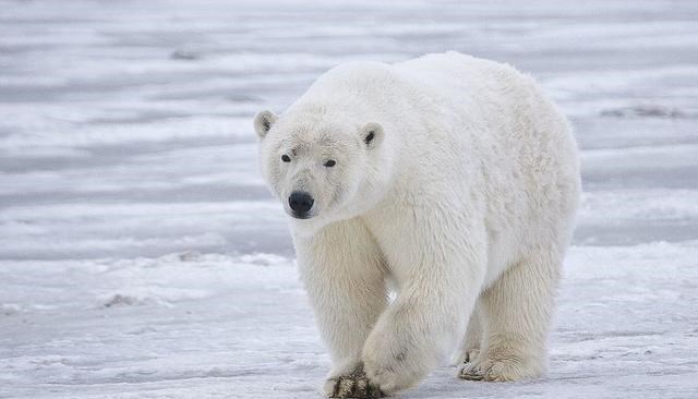  冰上漂流389天，数百名科学家带回一个噩耗：北极正默默“死去”