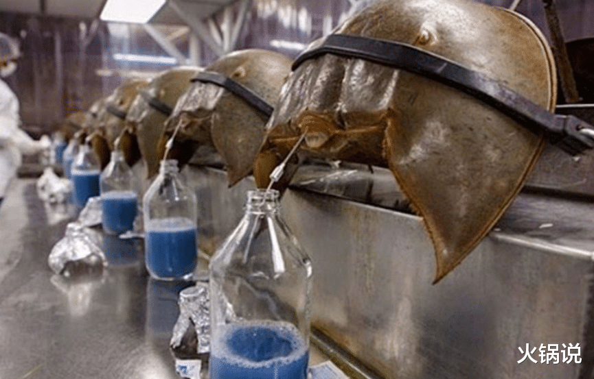 科学家 鲎活了4亿年，血液救了无数人，如今却被端上餐桌，生存状况堪忧
