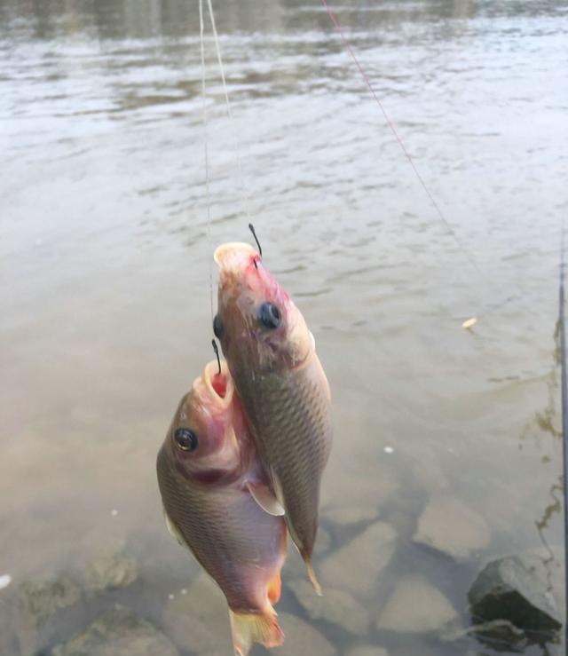 邕江|邕江里禾花鲤越来越多,有人一条钓几十条,可惜太难吃?