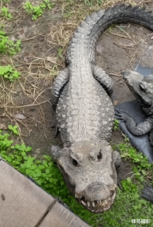  30张活久未见的照片，鲤鱼跃出水面吃树上的水果，这是要进化啊