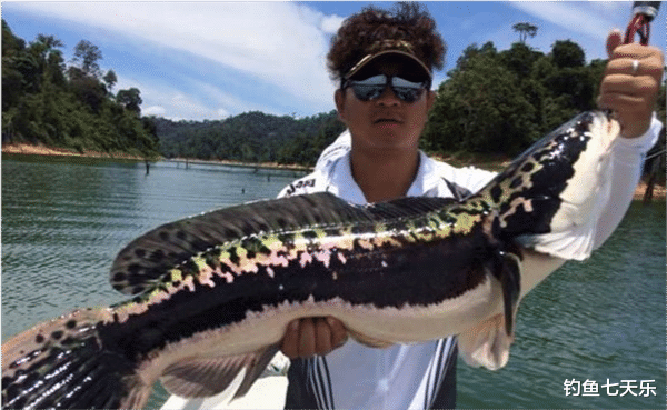 黑鱼|水塘出现奇怪“斑马鱼”，食性凶猛曾致人伤亡！钓友：快下鱼竿