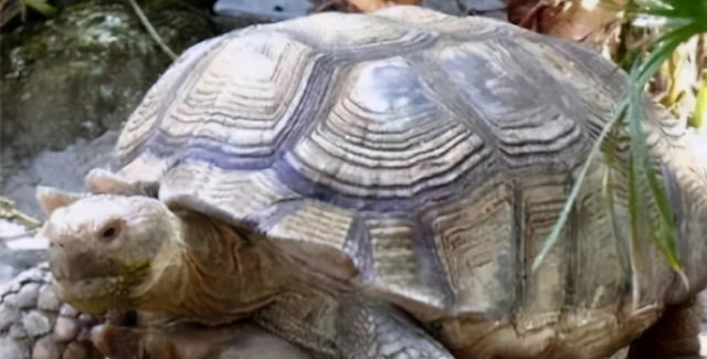 饲养员 一只被时间遗忘的象龟，从乾隆时期活到现在，熬走了3任饲养员