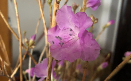 路边的野花也不能乱采,要是采到保护植物,可能会给自己惹麻烦