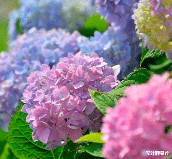 无计聊星座 近几年，4个星座女，从细节上疼爱伴侣，真心收获真爱，婚姻甜蜜
