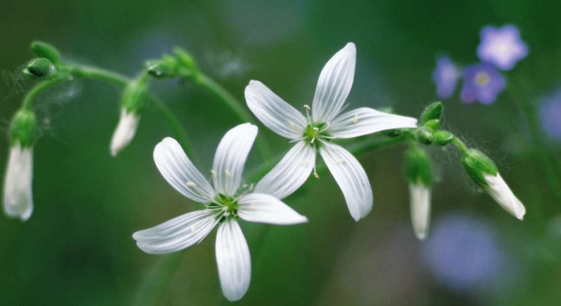 真爱不迟到|6月末，朝花夕拾，真爱不迟到，3生肖不争不抢，缘分恰到好处，恩爱不散