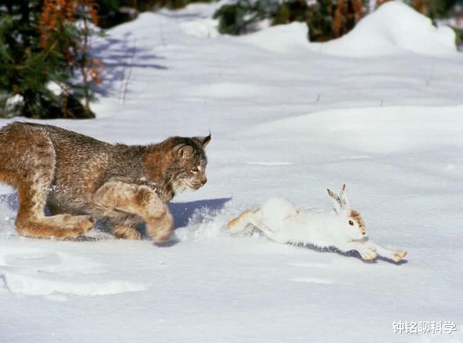 猞猁 猞猁首次在云南现身，敢大量屠杀狼崽的猞猁，会称霸云南吗？