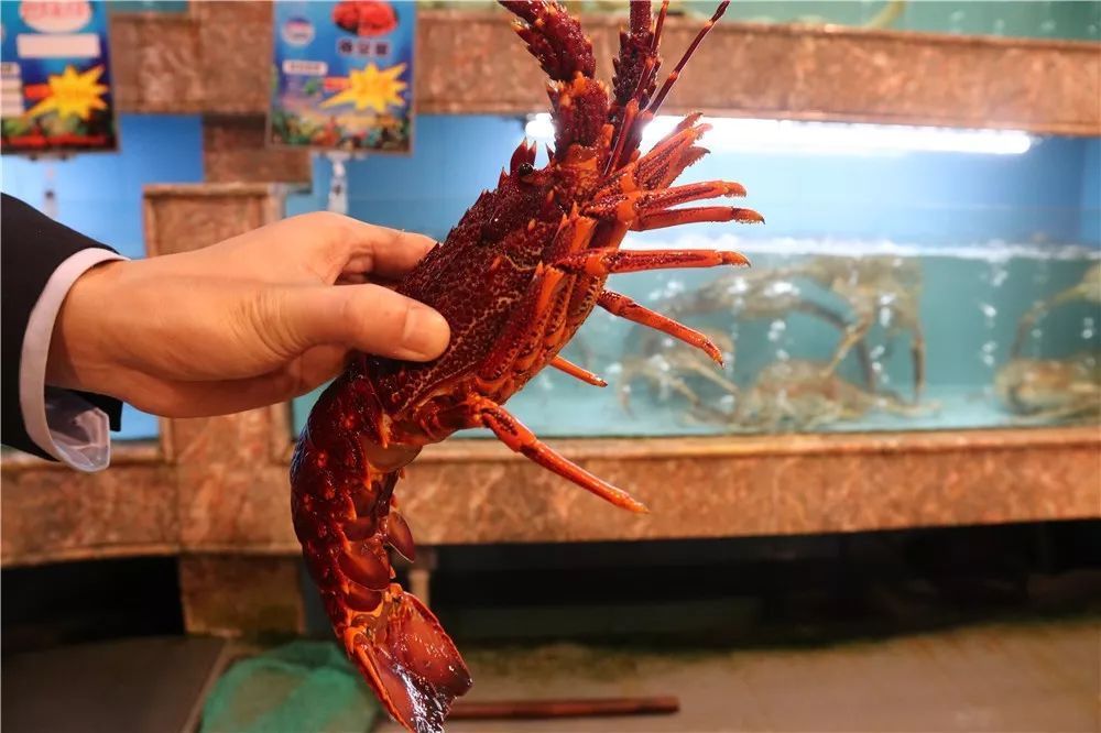 小行星|人类和龙虾有什么相同之处？