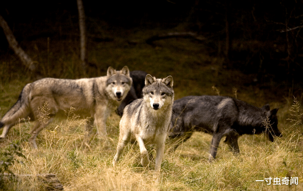 狭路相逢 人类手持砍刀，与狼狭路相逢，谁能获胜？其实丢掉砍刀，胜算更大