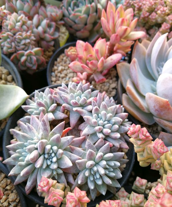 向阳园艺|多肉很奇怪,好盆,好土养着,就是没状态,不管不问反而很好