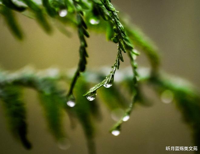 昕月蓝殇美文苑|有一种爱，叫在时光深处想你