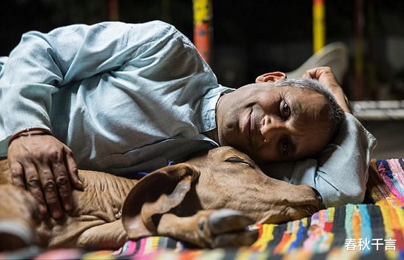 青山湖 印度富豪抛弃妻子和两个孩子，花18万跟母牛结婚，多疯狂才能这样