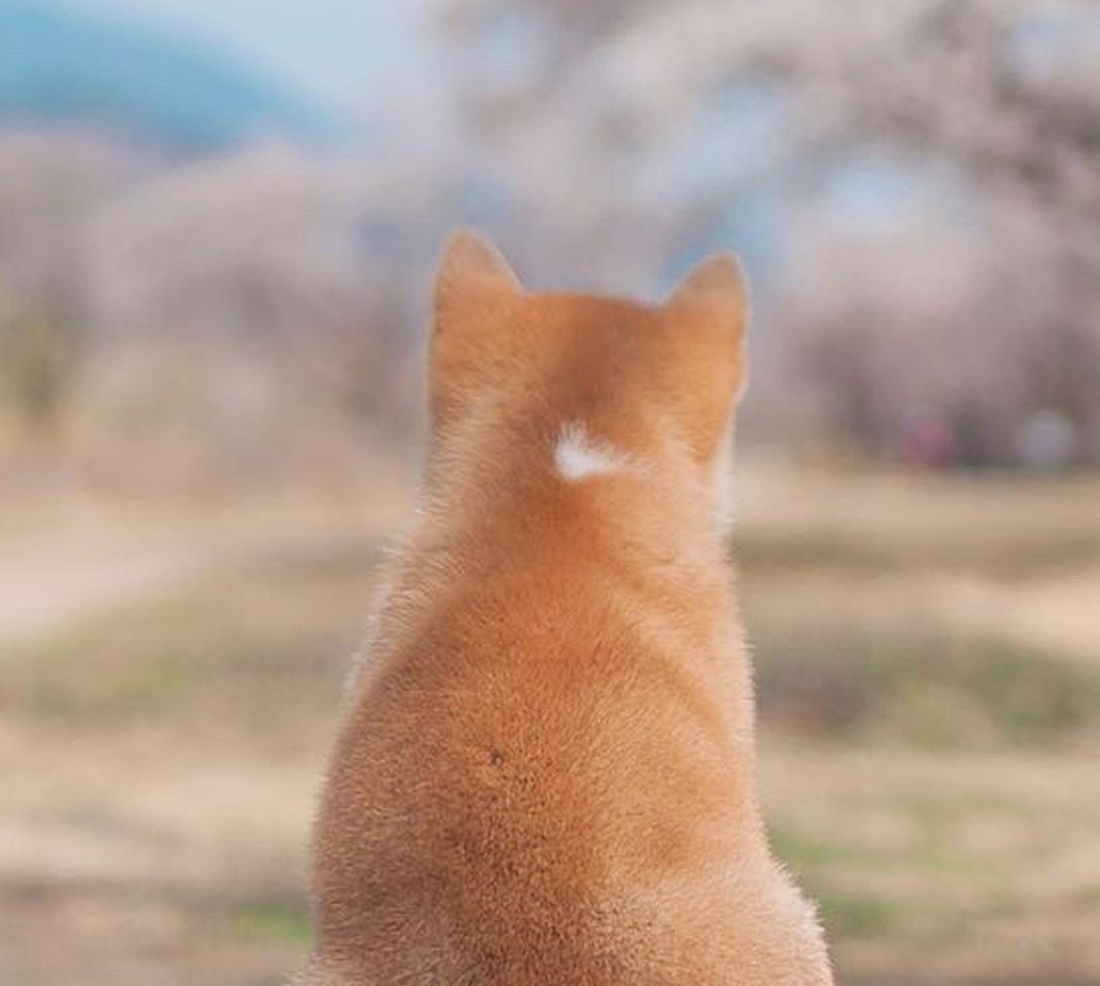 禽倌 肉眼可见,肉眼可辨,这个星座高低阶的区别是一个核心点:数量