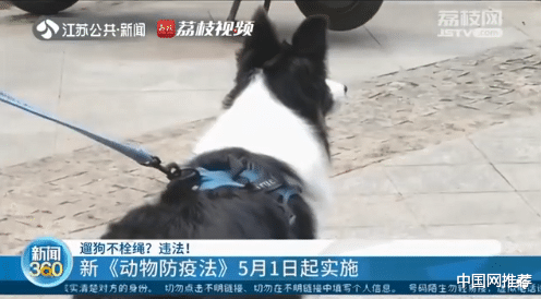 中国网推荐 女子遛狗不拴绳，大金毛与小轿车相撞！法院：全责，赔偿7000多