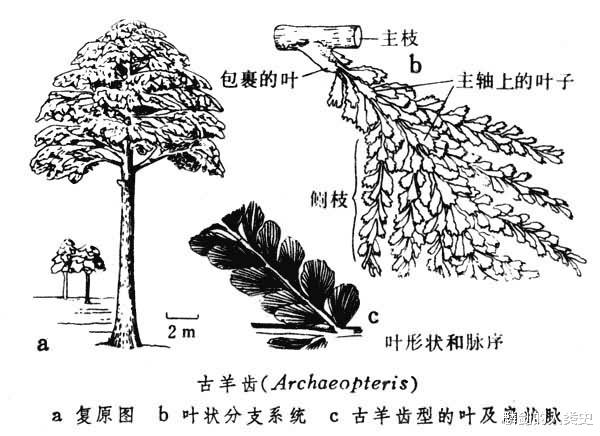 星际穿越|【地球生物全系列——植物篇】植物界—前裸子植物门