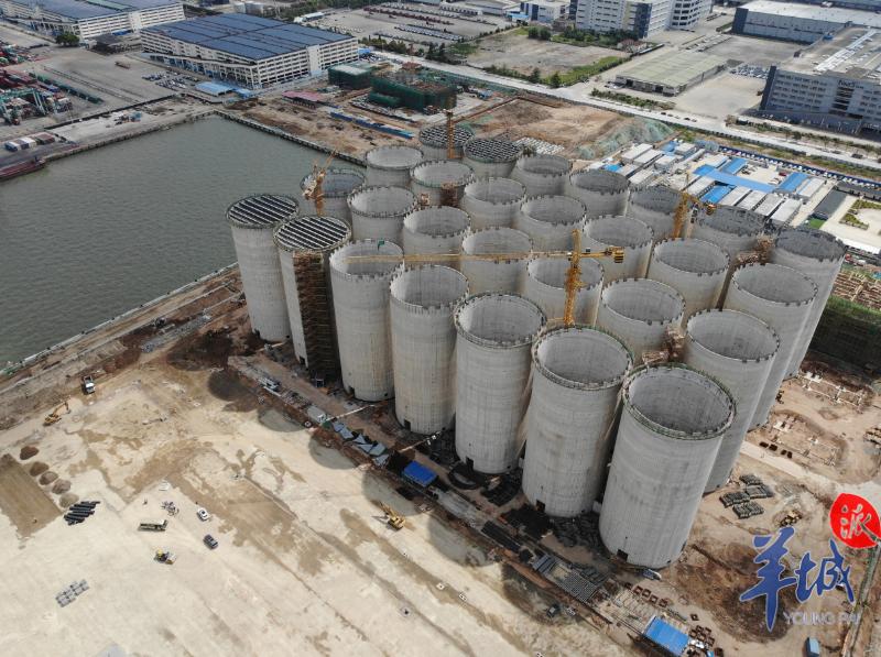羊城派 年吞吐量3500万吨！广州港打造华南最大的粮食接卸仓储基地
