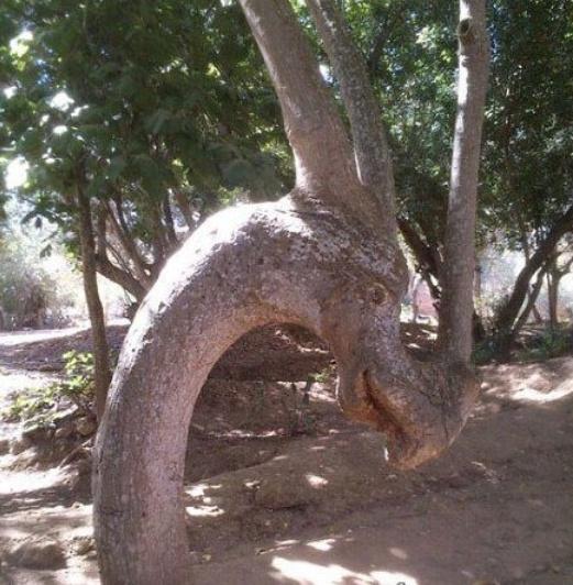 |“你们见过这样的猛男水杯吗？一定是全办公室最亮眼的了”