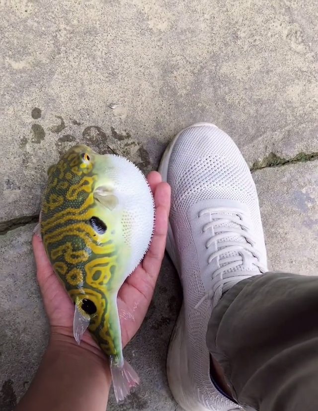 宓孤林|半斤！广西大爷西江钓起“河豚王”，小伙羡慕围观，大爷：送你了