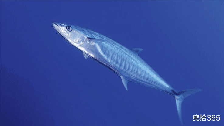 |父子俩驾快艇出海钓鱼，收获210斤重的“巨无霸”！卖了多少钱？