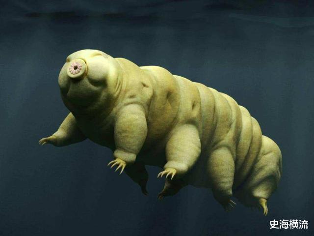 鲨鱼 活到156岁才可交配，因太懒为了吃饱饭，它们献祭了自己眼睛