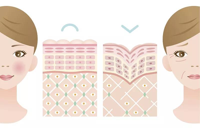 胶原蛋白 体拥有干细胞，为什么我们依旧会衰老？