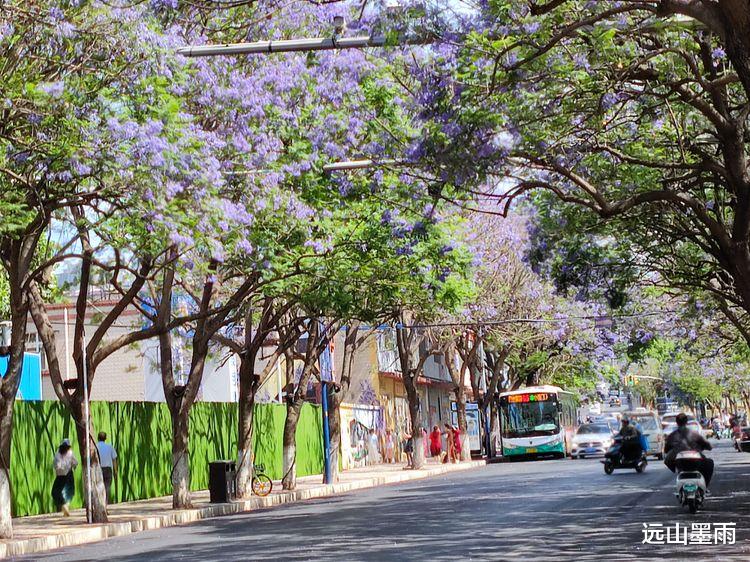 远山墨雨 盘点时下昆明最热的网红打卡地，教场中路的蓝花楹，定会榜上有名