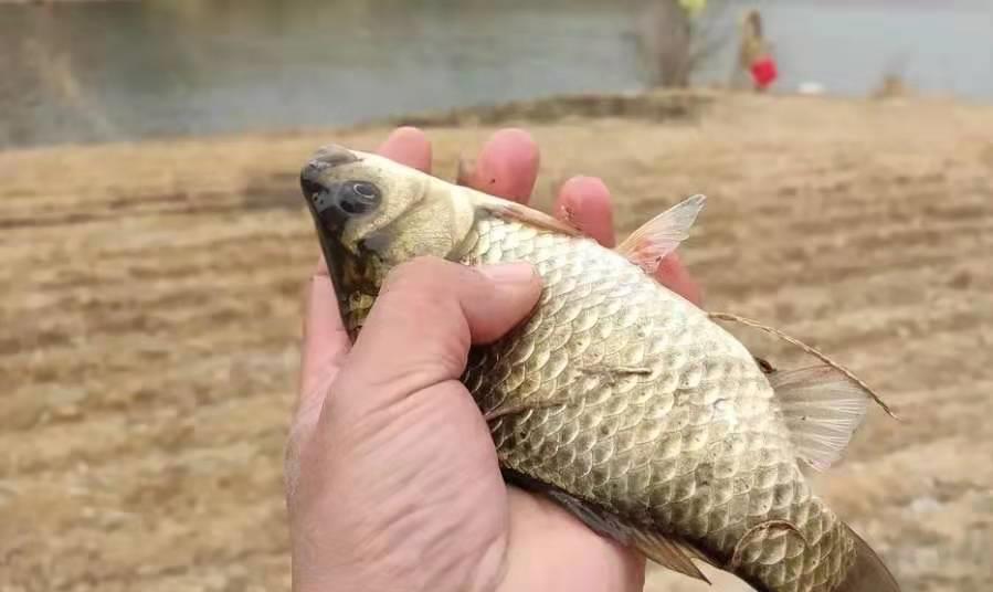 |鱼情不好时，“上推浮漂”还是“下拉浮漂”？老钓鱼人说的没毛病