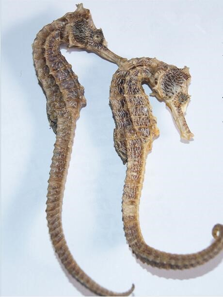 海龙 神龙可呼风唤雨 海龙可治病救人 “龙”真是一种神奇的动物