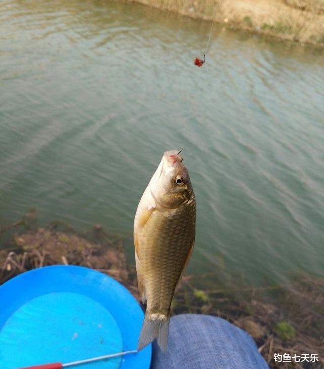 |钓鱼人眼中的诱饵,河底捞虫人眼中的“黑金”!靠捞虫子日入过万