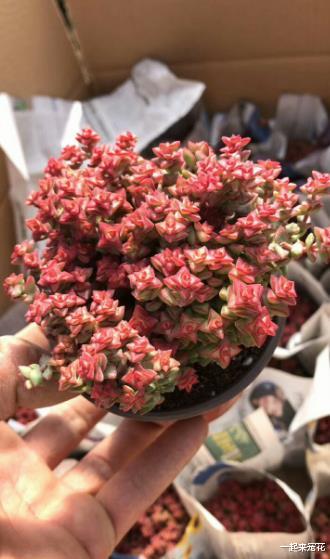 人见人爱的多肉小米星,11月做好4件事,轻松爆盆红艳艳