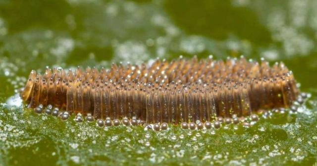 蚊子 交配后才吸血？蚊子如何在短暂的一生中，让我们对其深恶痛绝？