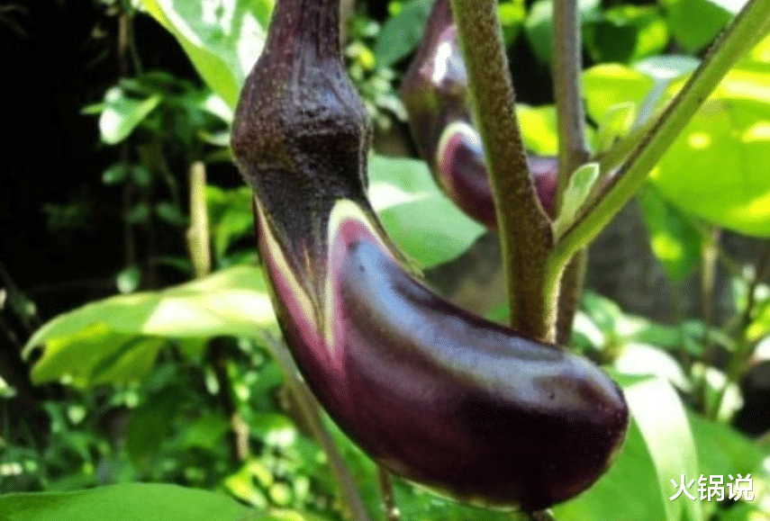  古人讲“秋败茄子似毒药”，为何似毒药？这句俗语有科学依据吗？