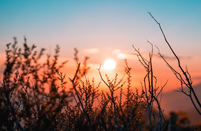 生态环境保卫者|心思缜密,先见之明的星座,善于掌控人心,但没有什么控制欲