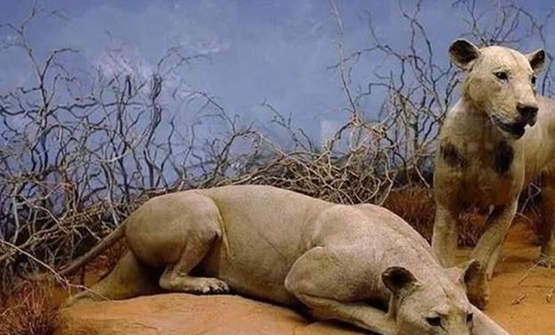 悦姐儿知识|100多年前，“食人狮”捕食铁路工人，最终它是怎么被击毙的