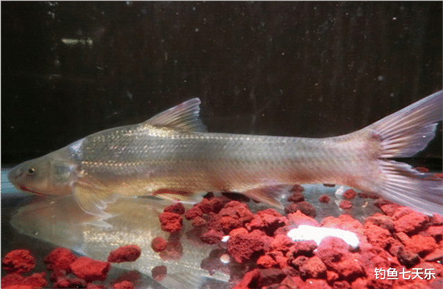 泸州|保护鱼类成了可垂钓对象鱼！泸州垂钓意见被钓友吐槽“太不专业”